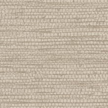Conus Beige