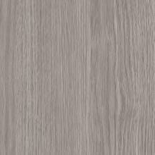 Gray Elm