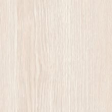 Sugar Maple