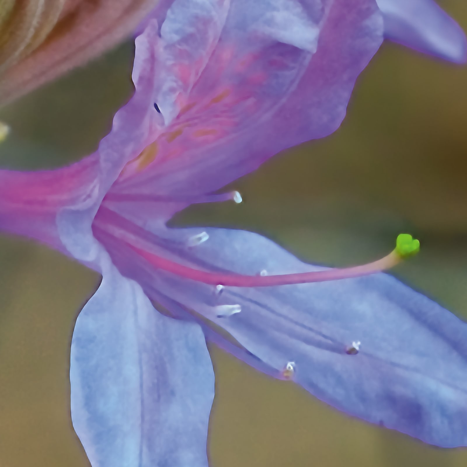 Spring Passion: a digital art wallcovering customizable by scale, color, and more.